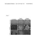 UNDIFFERENTIATED CELL ELIMINATION METHOD diagram and image