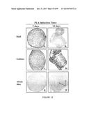 ADIPOSE-DERIVED STEM CELLS AND LATTICES diagram and image