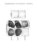 ADIPOSE-DERIVED STEM CELLS AND LATTICES diagram and image