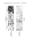 ADIPOSE-DERIVED STEM CELLS AND LATTICES diagram and image