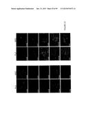 ADIPOSE-DERIVED STEM CELLS AND LATTICES diagram and image