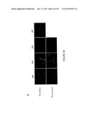 ADIPOSE-DERIVED STEM CELLS AND LATTICES diagram and image