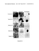 ADIPOSE-DERIVED STEM CELLS AND LATTICES diagram and image