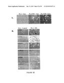 ADIPOSE-DERIVED STEM CELLS AND LATTICES diagram and image