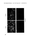 ADIPOSE-DERIVED STEM CELLS AND LATTICES diagram and image