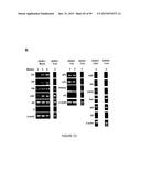 ADIPOSE-DERIVED STEM CELLS AND LATTICES diagram and image