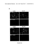 ADIPOSE-DERIVED STEM CELLS AND LATTICES diagram and image