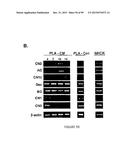 ADIPOSE-DERIVED STEM CELLS AND LATTICES diagram and image