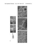 PANCREATIC INSULIN-PRODUCING BETA-CELL LINES DERIVED FROM HUMAN     PLURIPOTENT STEM CELLS diagram and image