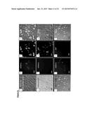 PANCREATIC INSULIN-PRODUCING BETA-CELL LINES DERIVED FROM HUMAN     PLURIPOTENT STEM CELLS diagram and image