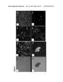 PANCREATIC INSULIN-PRODUCING BETA-CELL LINES DERIVED FROM HUMAN     PLURIPOTENT STEM CELLS diagram and image