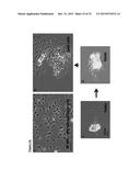 PANCREATIC INSULIN-PRODUCING BETA-CELL LINES DERIVED FROM HUMAN     PLURIPOTENT STEM CELLS diagram and image