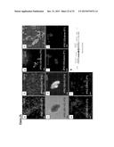 PANCREATIC INSULIN-PRODUCING BETA-CELL LINES DERIVED FROM HUMAN     PLURIPOTENT STEM CELLS diagram and image