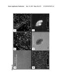 PANCREATIC INSULIN-PRODUCING BETA-CELL LINES DERIVED FROM HUMAN     PLURIPOTENT STEM CELLS diagram and image