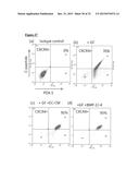 PANCREATIC INSULIN-PRODUCING BETA-CELL LINES DERIVED FROM HUMAN     PLURIPOTENT STEM CELLS diagram and image