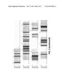 MODIFIED POLYMERASES FOR IMPROVED INCORPORATION OF NUCLEOTIDE ANALOGUES diagram and image