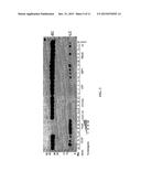 PROCESS FOR MAKING RECOMBINANT ANTIDOTE TO FACTOR XA INHIBITOR diagram and image