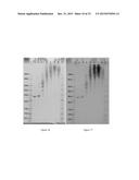 STABILIZATION OF BIOMOLECULES BY ATTACHMENT OF RESPONSIVE POLYMERS AND     SENSORS THEREOF diagram and image