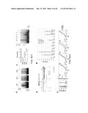 CCCTC-Binding Factor (CTCF) RNA Interactome diagram and image