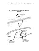 SUPERCOILED MINIVECTORS AS A TOOL FOR DNA REPAIR, ALTERATION AND     REPLACEMENT diagram and image