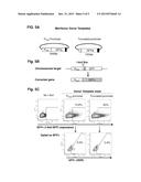 SUPERCOILED MINIVECTORS AS A TOOL FOR DNA REPAIR, ALTERATION AND     REPLACEMENT diagram and image