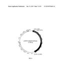 RECOMBINANT MICROORGANISMS WITH INCREASED TOLERANCE TO ETHANOL diagram and image