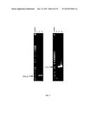 RECOMBINANT MICROORGANISMS WITH INCREASED TOLERANCE TO ETHANOL diagram and image