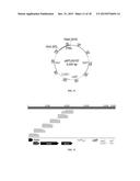 RECOMBINANT MICROORGANISMS WITH INCREASED TOLERANCE TO ETHANOL diagram and image