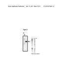 RECOMBINANT MICROORGANISM FOR IMPROVED PRODUCTION OF FINE CHEMICALS diagram and image