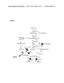 RECOMBINANT MICROORGANISM FOR IMPROVED PRODUCTION OF FINE CHEMICALS diagram and image