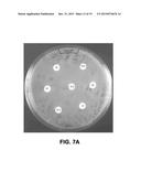 METHOD TO GENERATE NOVEL BIOACTIVE MOLECULES diagram and image