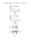 METHODS AND COMPOSITIONS FOR RADIOHALOGEN PROTEIN LABELING diagram and image