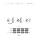 Bispecific CD33 and CD3 Binding Proteins diagram and image