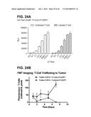 BISPECIFIC HETERODIMERIC DIABODIES AND USES THEREOF diagram and image