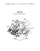 BISPECIFIC HETERODIMERIC DIABODIES AND USES THEREOF diagram and image