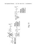 DENSELY FUNCTIONALIZED POLYMERS DERIVED FROM BAYLIS-HILLMAN ADDUCTS diagram and image