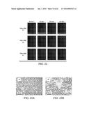 DETERMINATION OF OIL SATURATION IN RESERVOIR ROCK USING PARAMAGNETIC     NANOPARTICLES AND MAGNETIC FIELD diagram and image