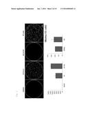 COMPOSITION FOR PROMOTING CARDIAC DIFFERENTIATION OF PLURIPOTENT STEM CELL     COMPRISING EGFR INHIBITOR diagram and image