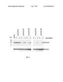 RNAi-MEDIATED INHIBITION OF CONNEXIN 43 FOR TREATMENT OF IOP-RELATED     CONDITIONS diagram and image