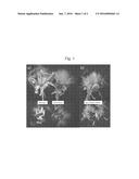 REVERSIBLE GENIC MALE STERILITY IN COMPOSITAE diagram and image