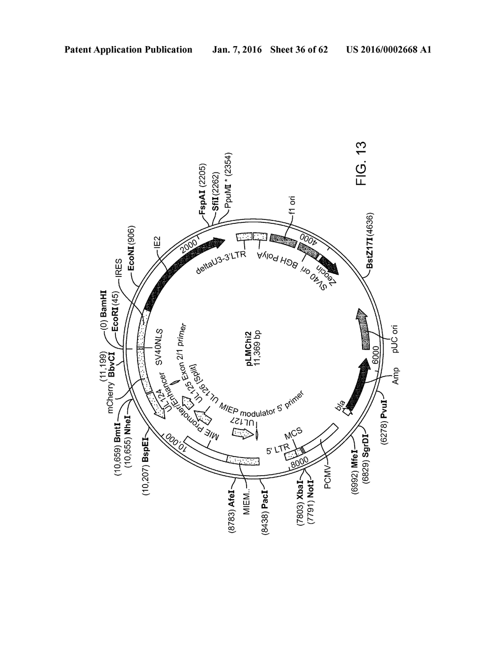 COMPOSITIONS AND METHODS OF USE THEREOF FOR IDENTIFYING ANTI-VIRAL AGENTS - diagram, schematic, and image 37