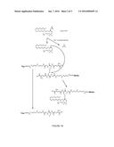 ELECTROCHEMILUMINESCENCE (ECL) DETECTION REAGENTS AND RELATED METHODS FOR     MEASURING ENZYME ACTIVITY diagram and image