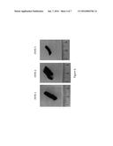 ISOLATION OF NUCLEIC ACIDS diagram and image