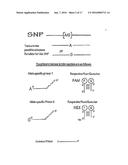 Polymerase Chain Reaction Detection System diagram and image