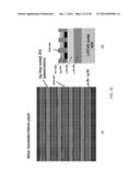 SILICON BASED NANOSCALE CROSSBAR MEMORY diagram and image