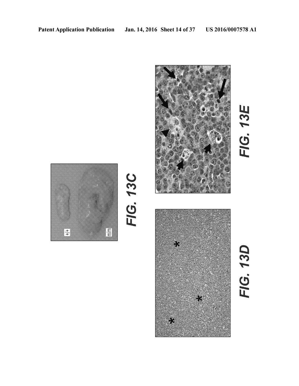 Animal Models of Cancer - diagram, schematic, and image 15