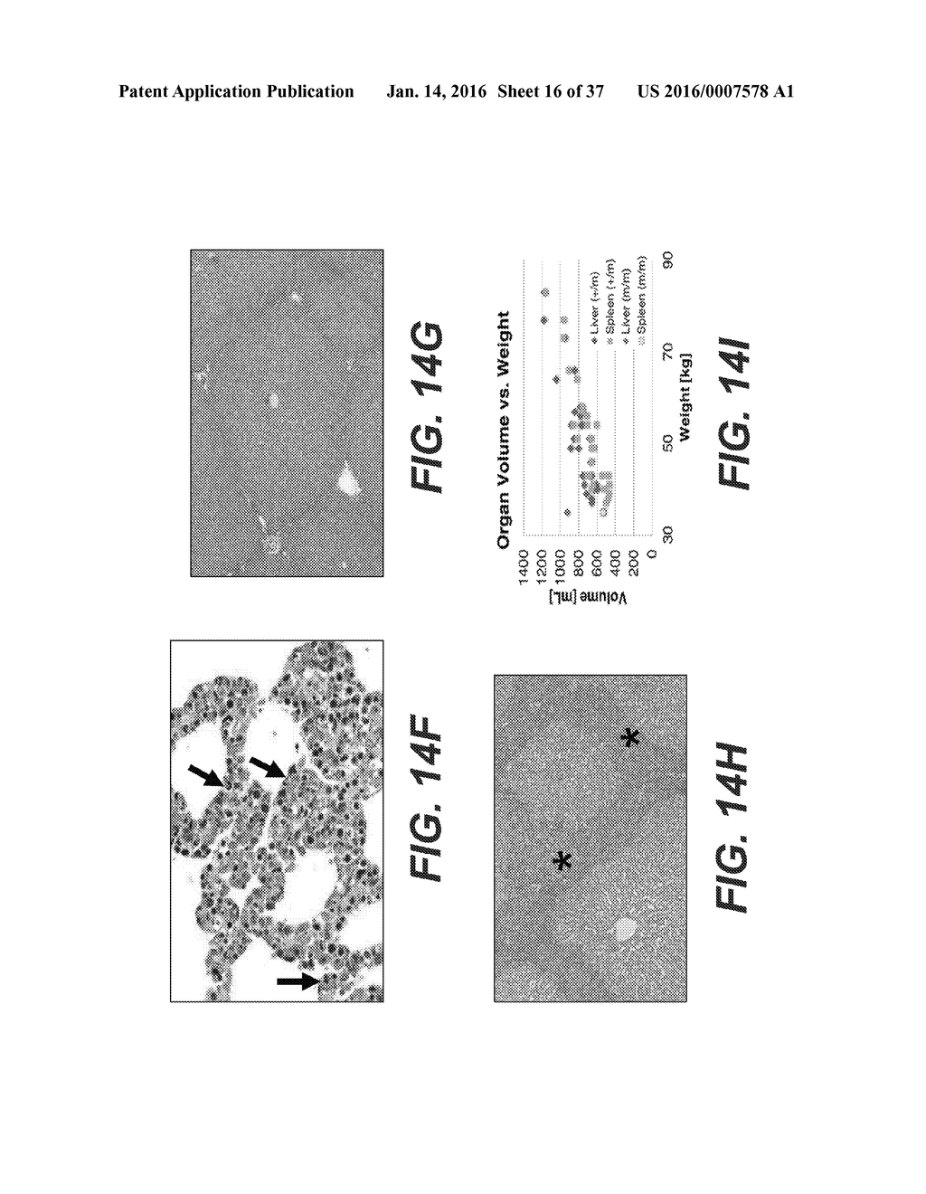 Animal Models of Cancer - diagram, schematic, and image 17