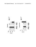 Animal Models of Cancer diagram and image