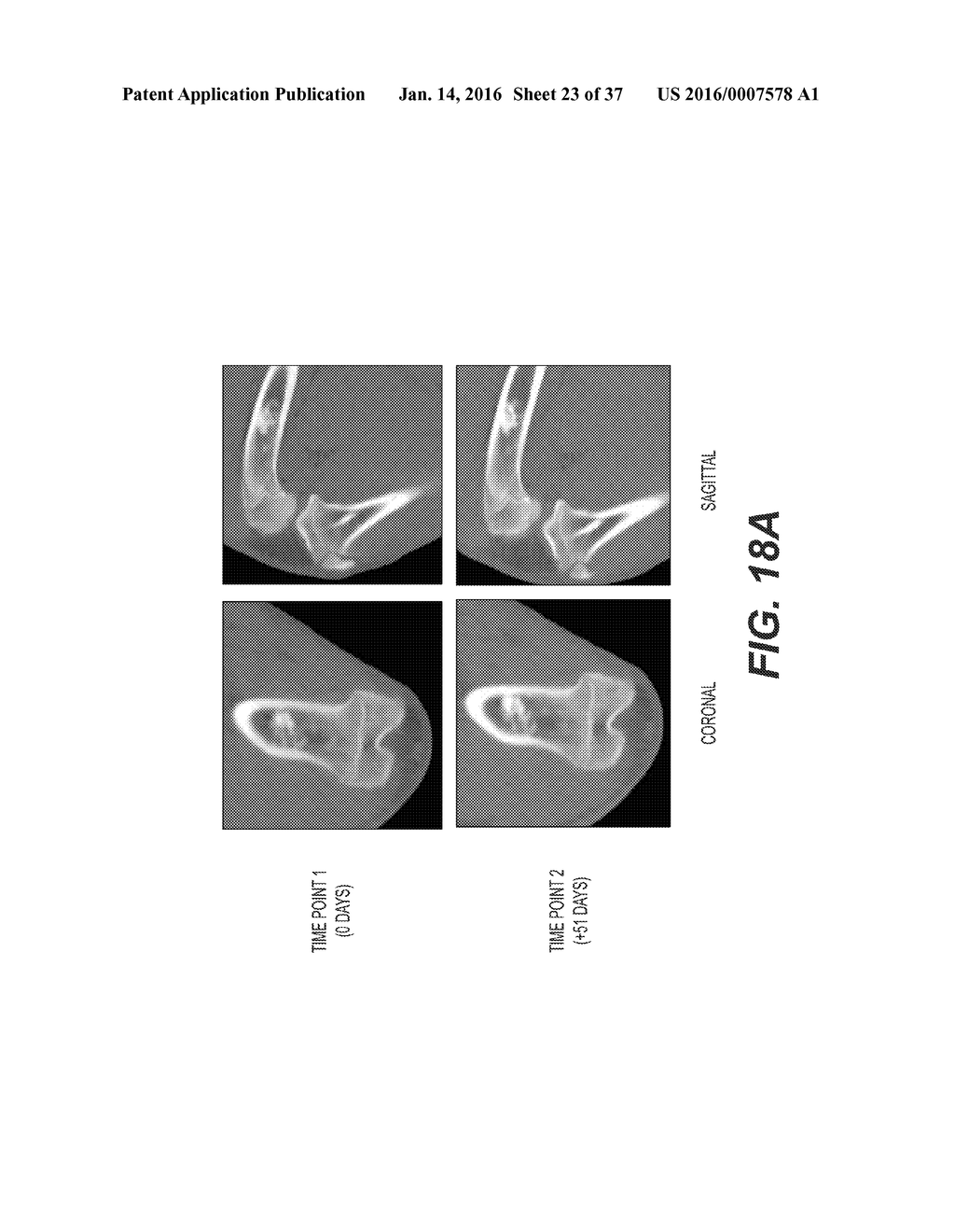 Animal Models of Cancer - diagram, schematic, and image 24