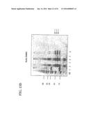 MOLECULAR ANTIGEN ARRAY diagram and image